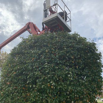 Crane service tree removal