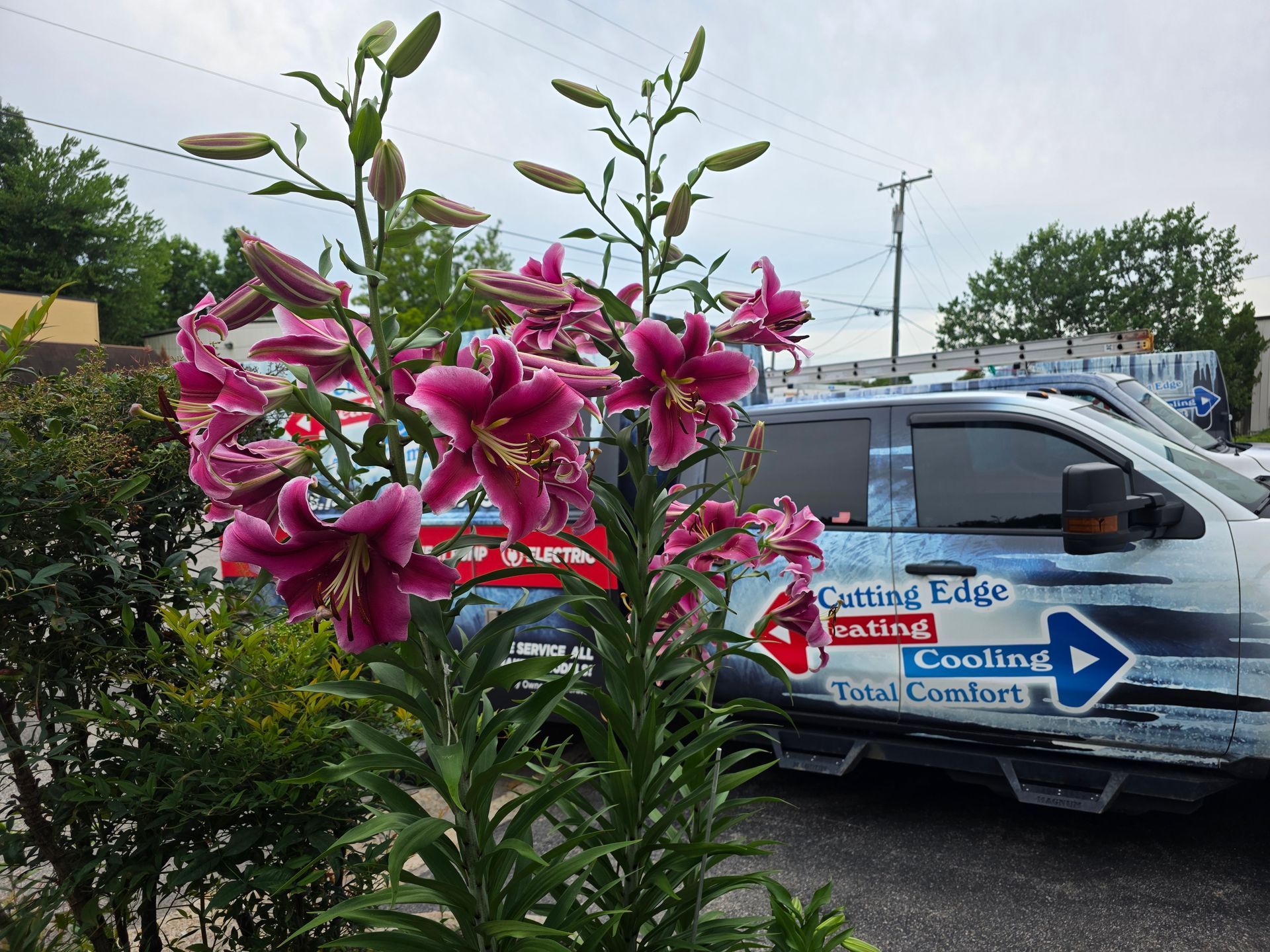 Pink lilies in front of a white van with cooling service branding on a street.