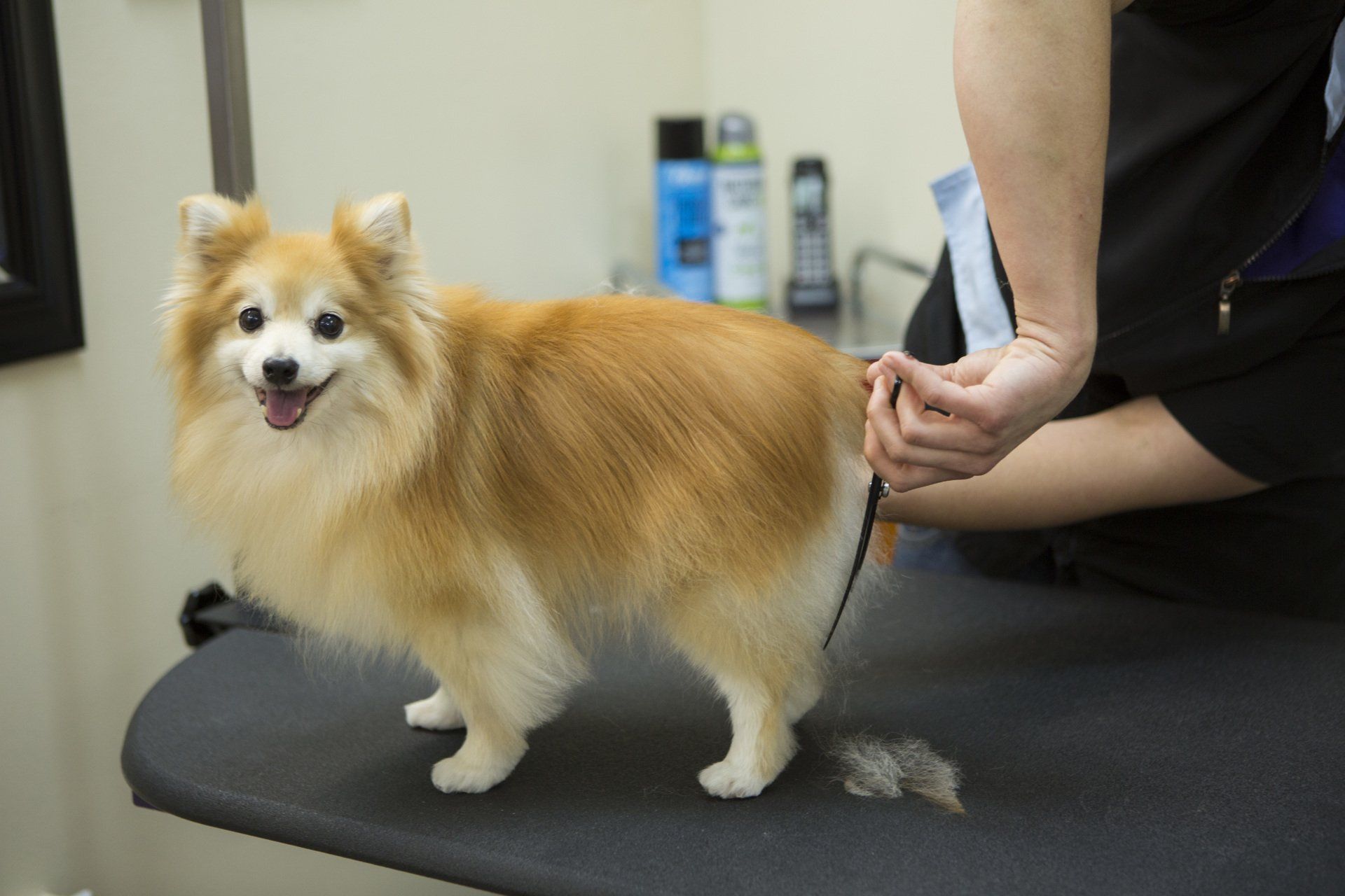 Aunt B's Pet Grooming
