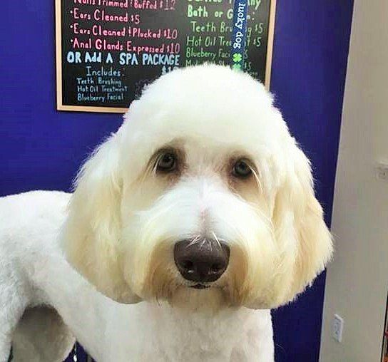 Dog Grooming