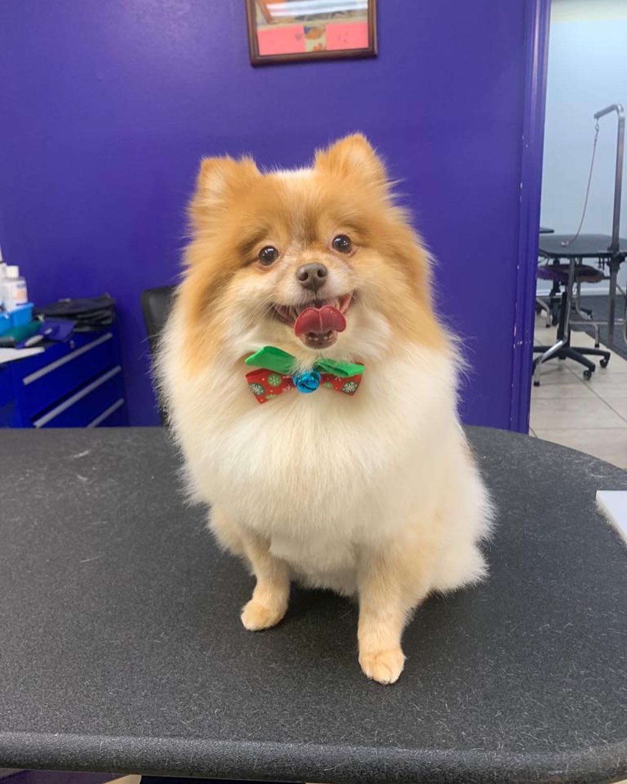 Cute Pomeranian with Ribbon