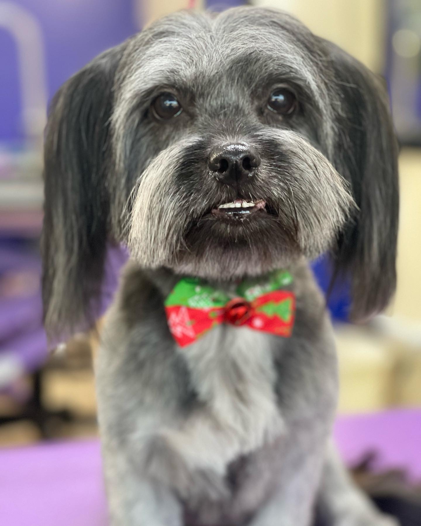 Tricolor Shih Tzu with Ribbon