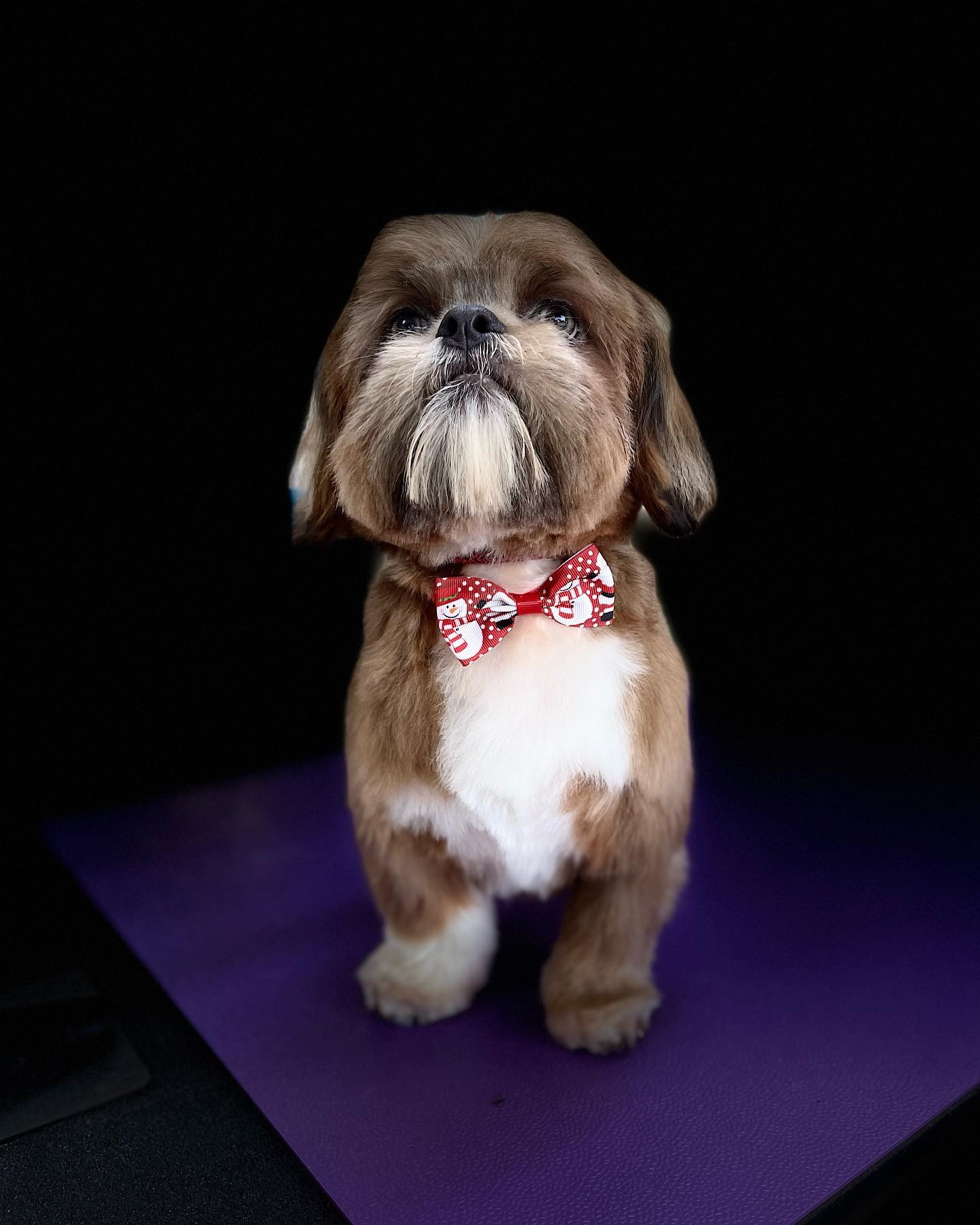 Brown Tricolor Shih Tzu