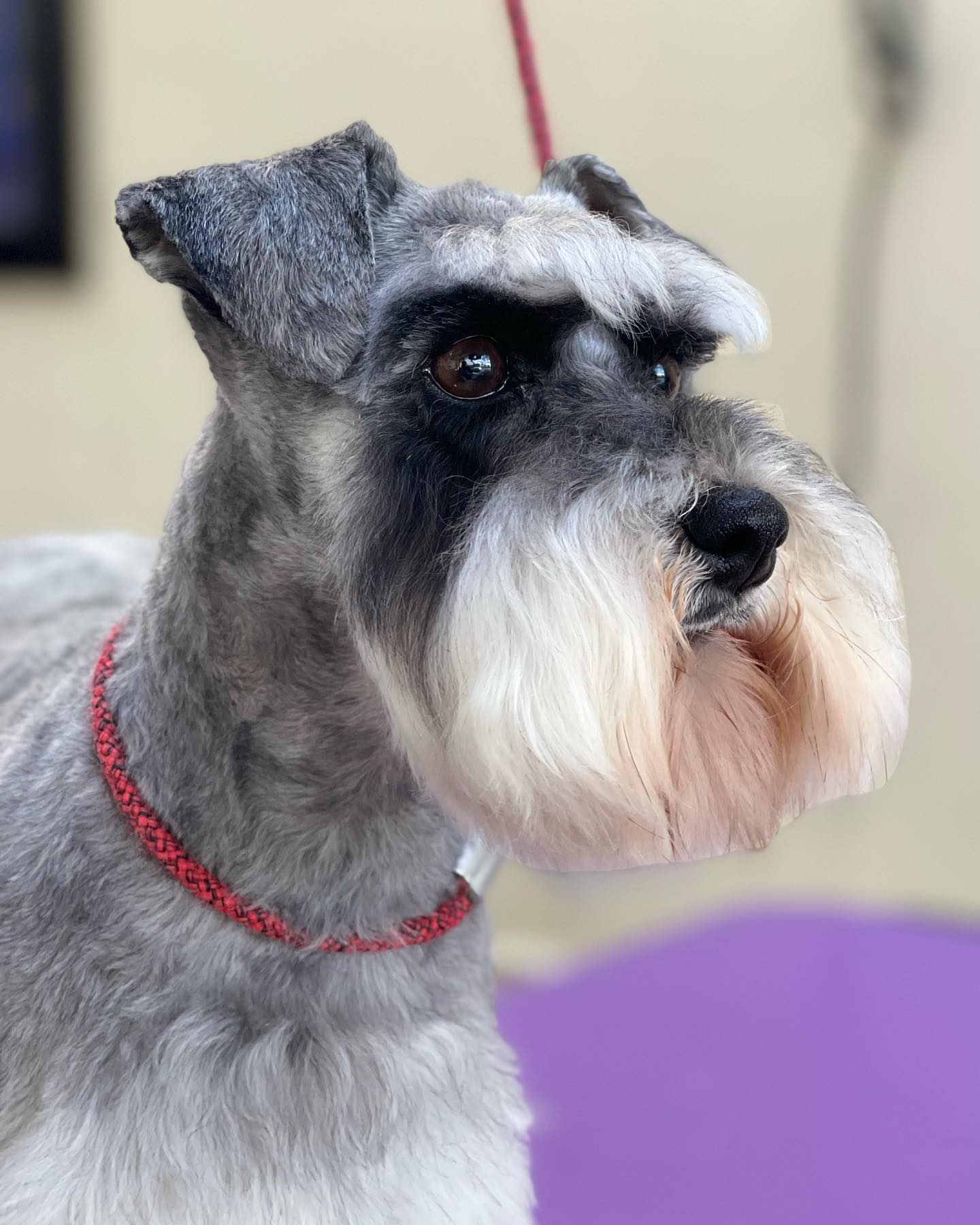 Cute Dog with Red Collar