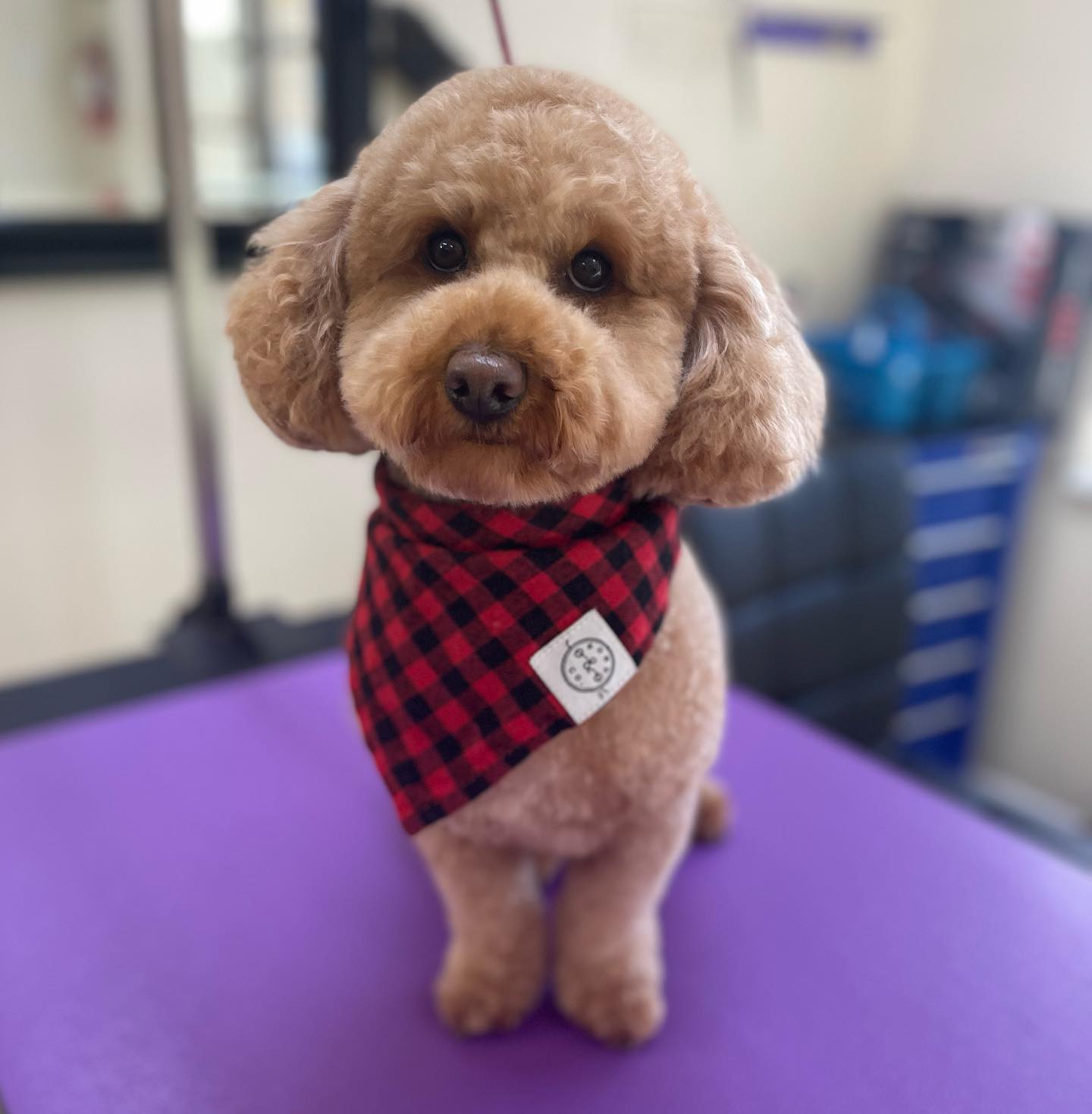 Mini Dog with Red Scarf