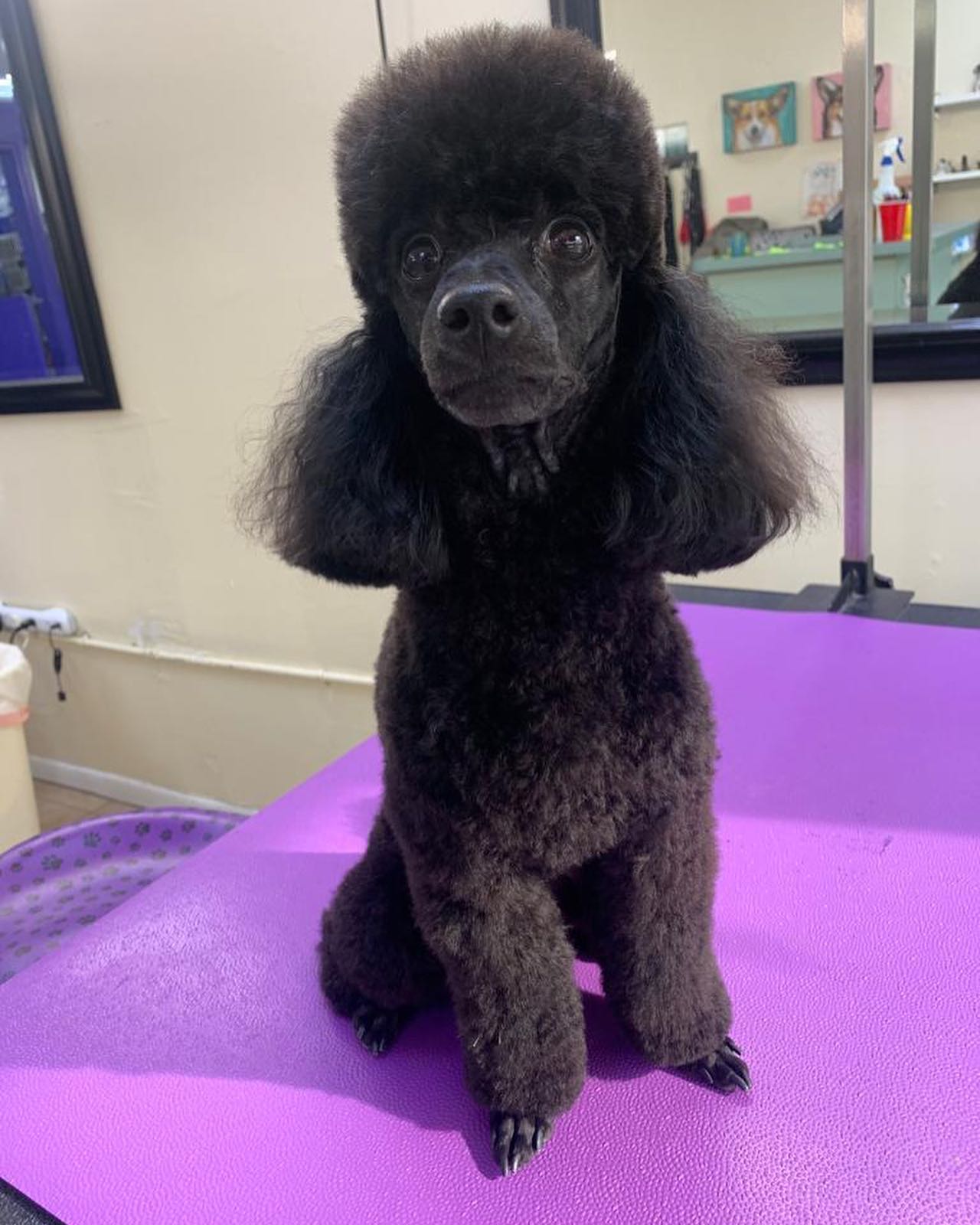 Black Poodle
