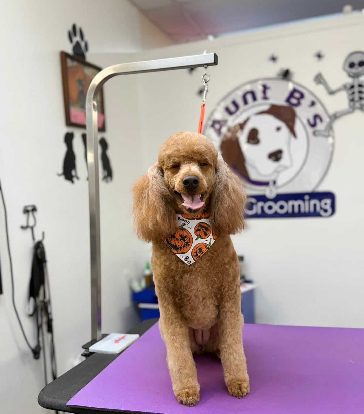 Brown poodle sits on grooming table, wearing a pumpkin bandana. 