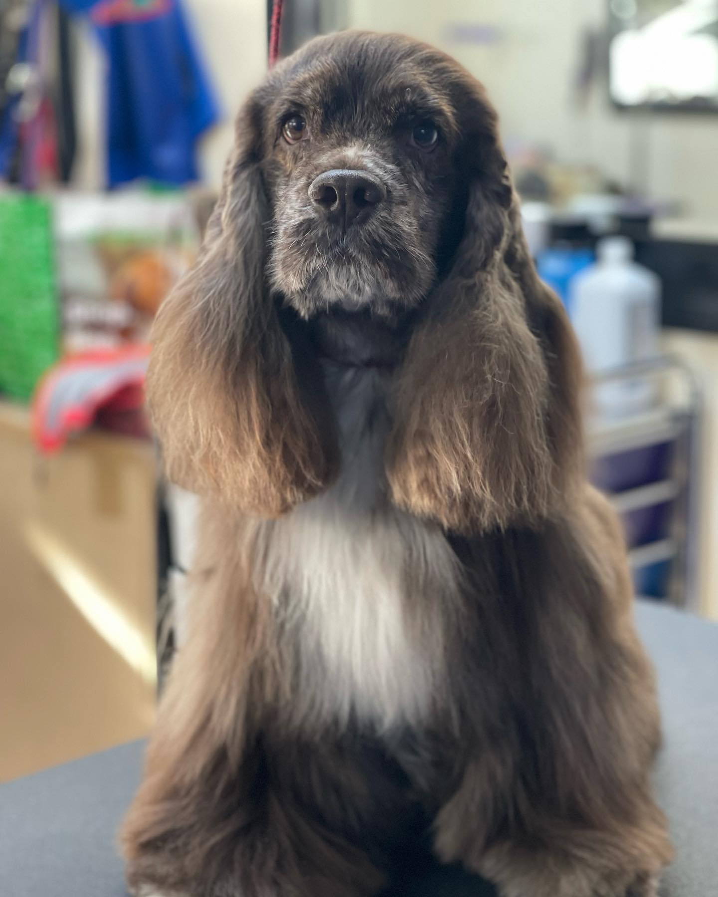 Freshly Groomed Tricolor Dog