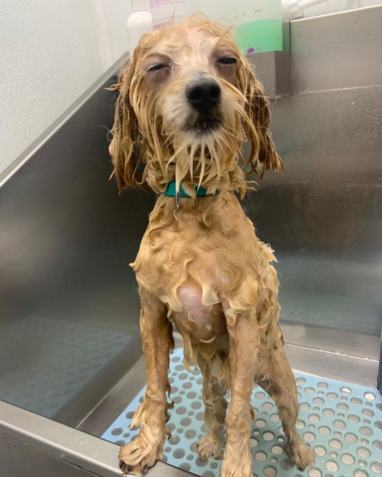 Cute Dog Having a Bath