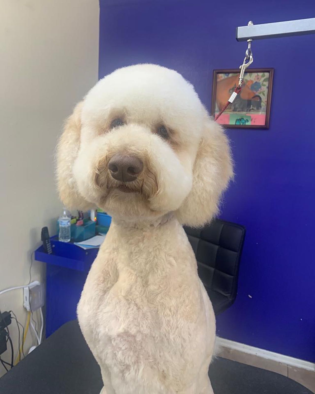 Freshly Groomed White Poodle