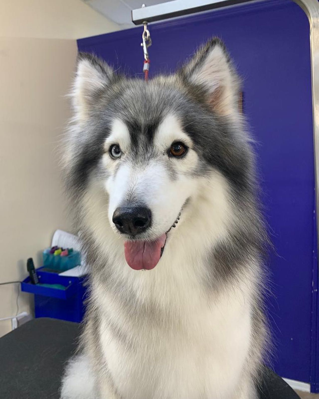 Freshly Groomed Siberian Husky