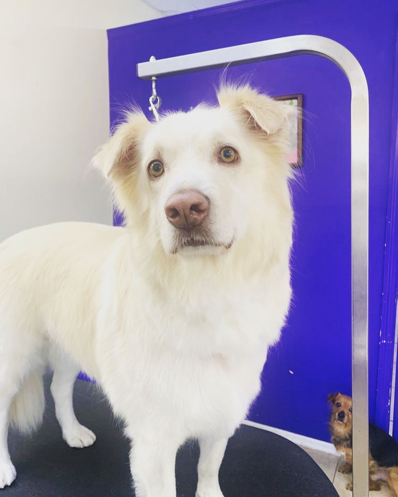 Freshly Groomed White Dog