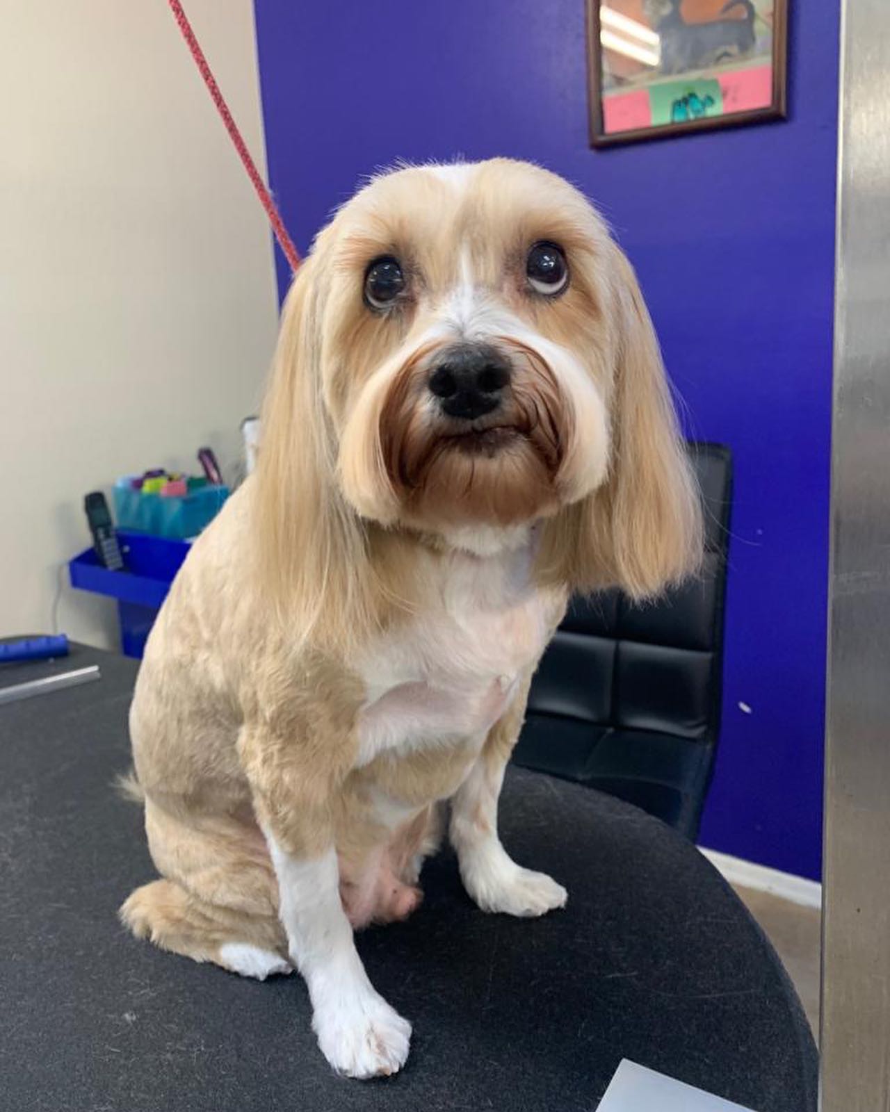 Newly Groomed Dog Waiting for Her Owner