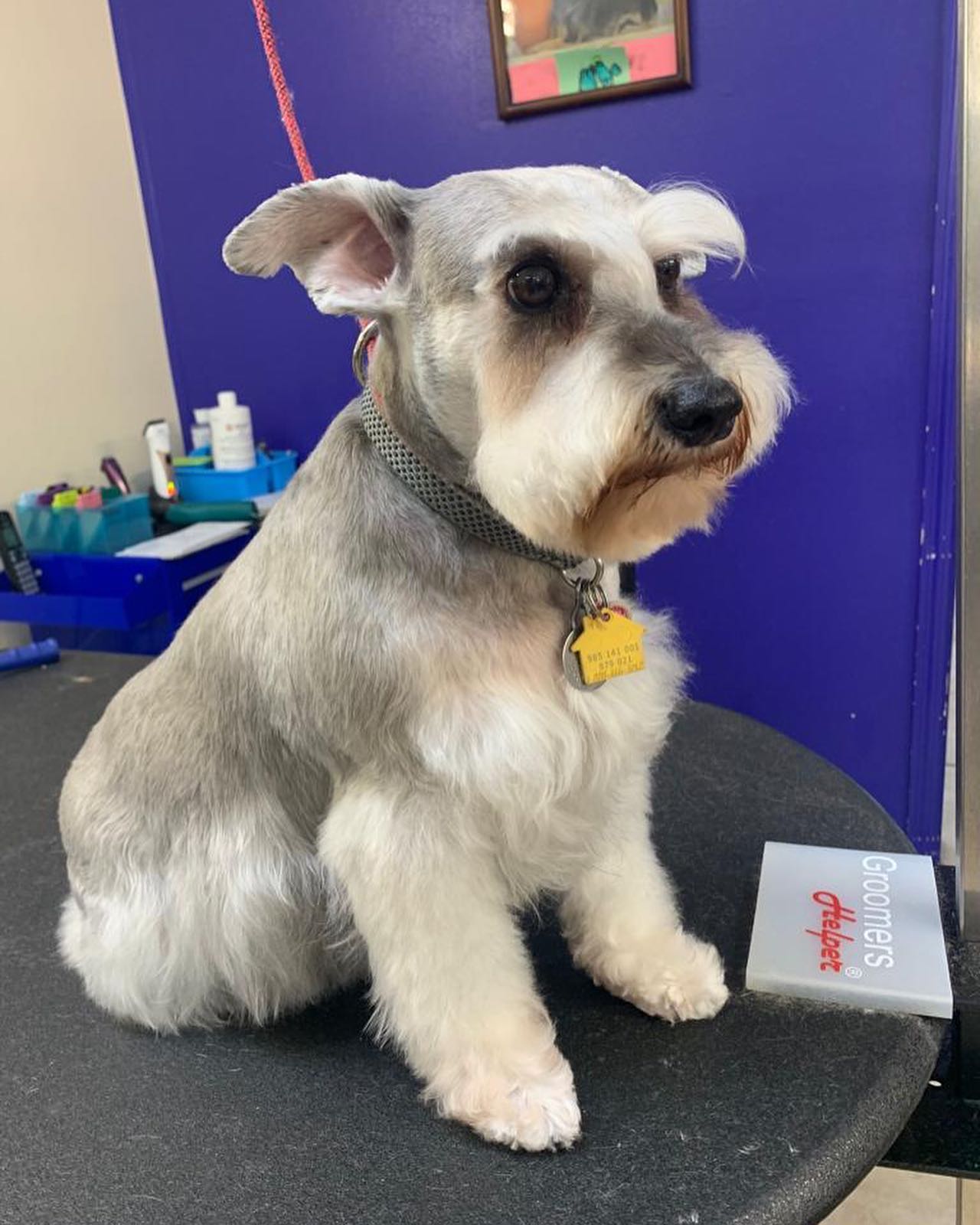 Newly Groomed Dog Waiting for His Owner