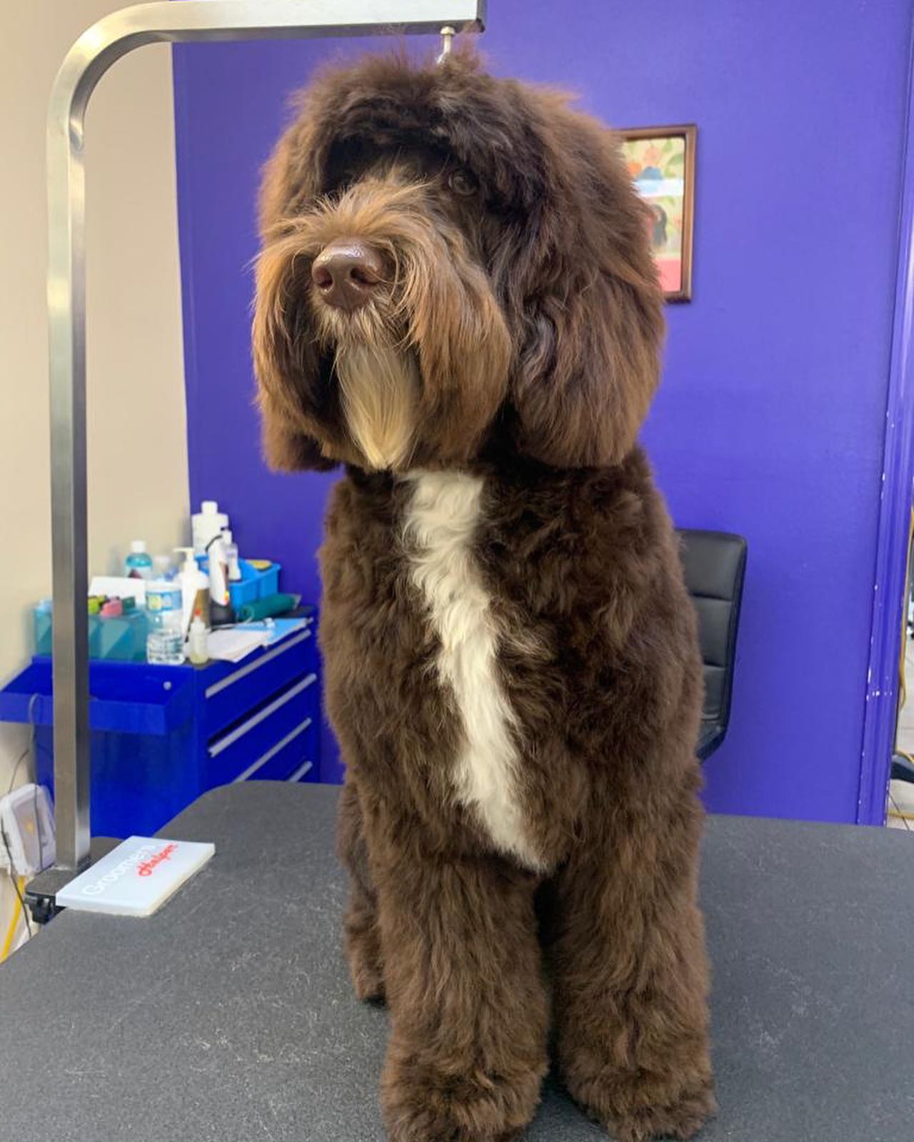 Newly Groomed Brown Dog