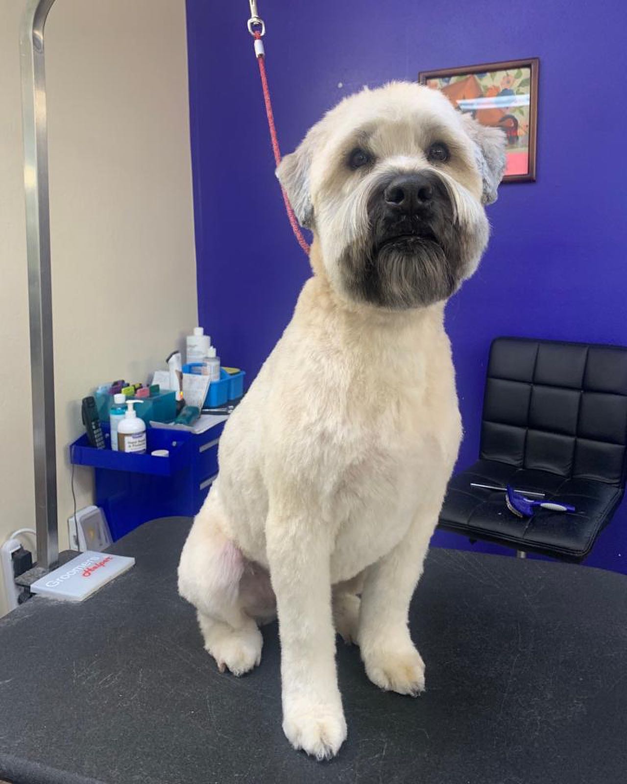 Newly Groomed White Dog