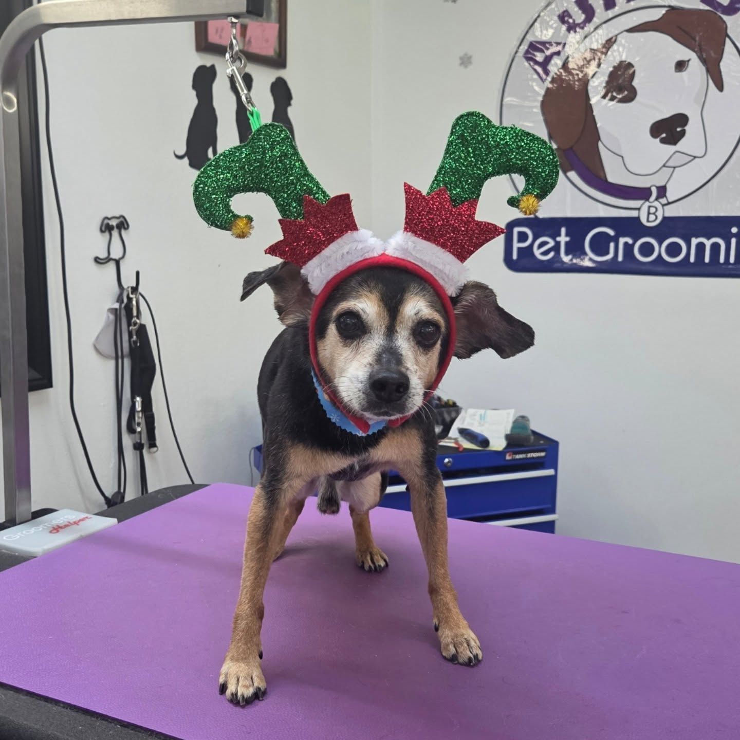 Dog wearing reindeer antlers at a pet grooming salon.