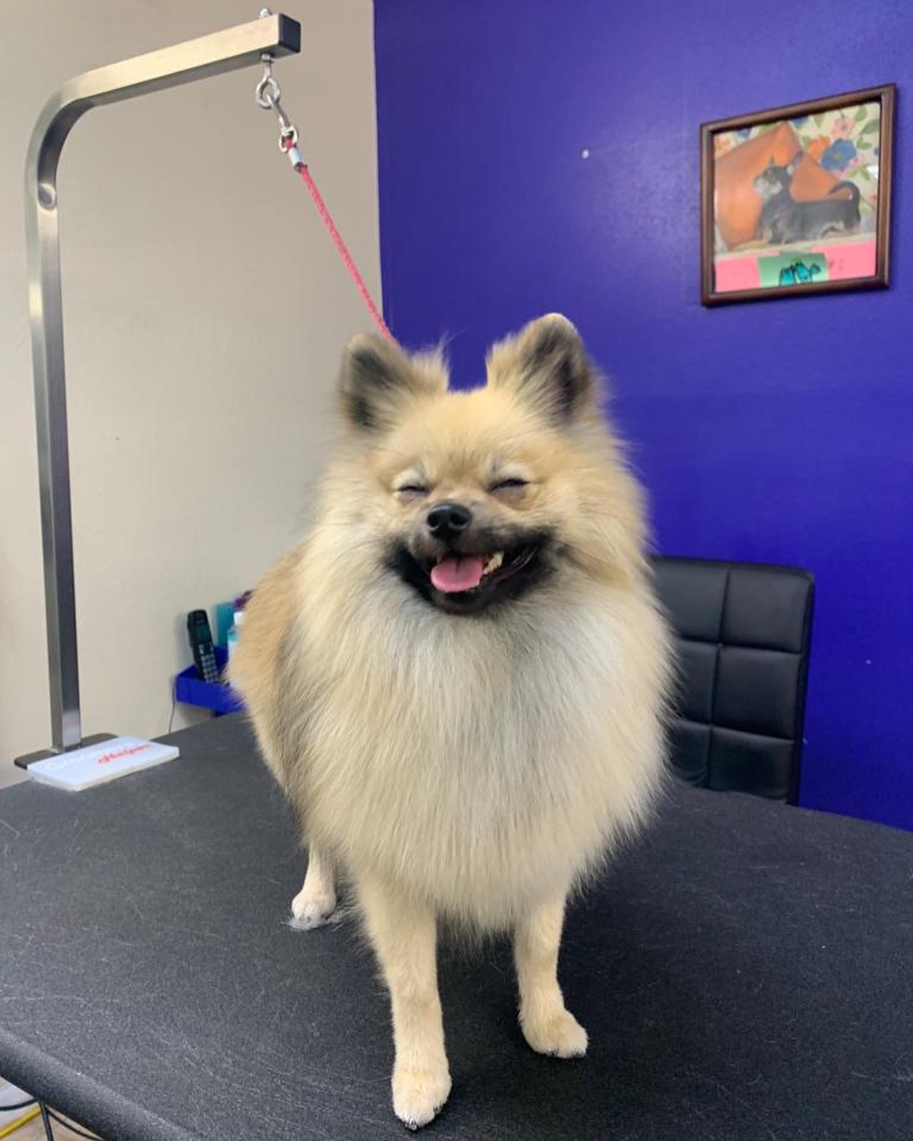 Smiling Pomeranian