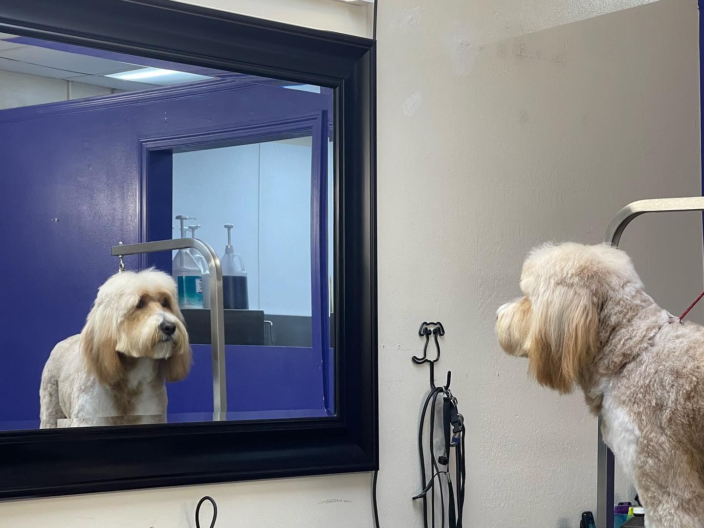 Mirror View of Cute Dog