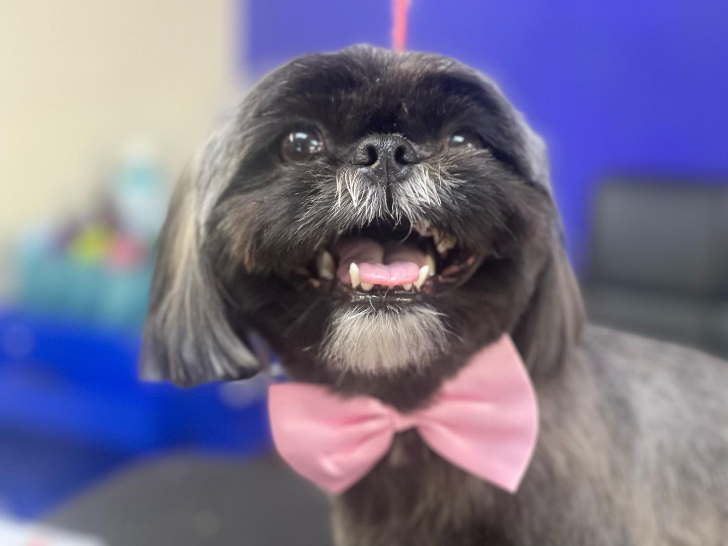 Smiling Shih Tzu with Pink Ribbon Tie