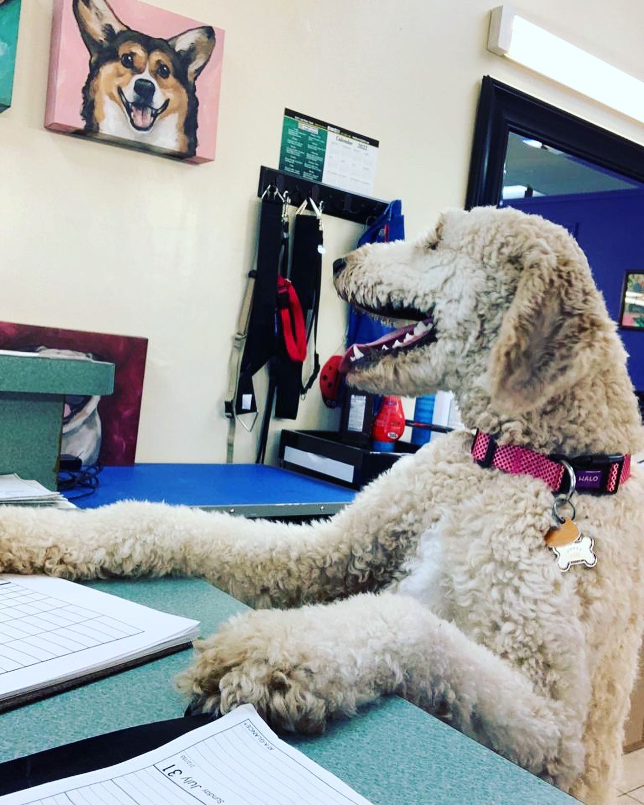 Cute Dog Looking at the Dog Picture