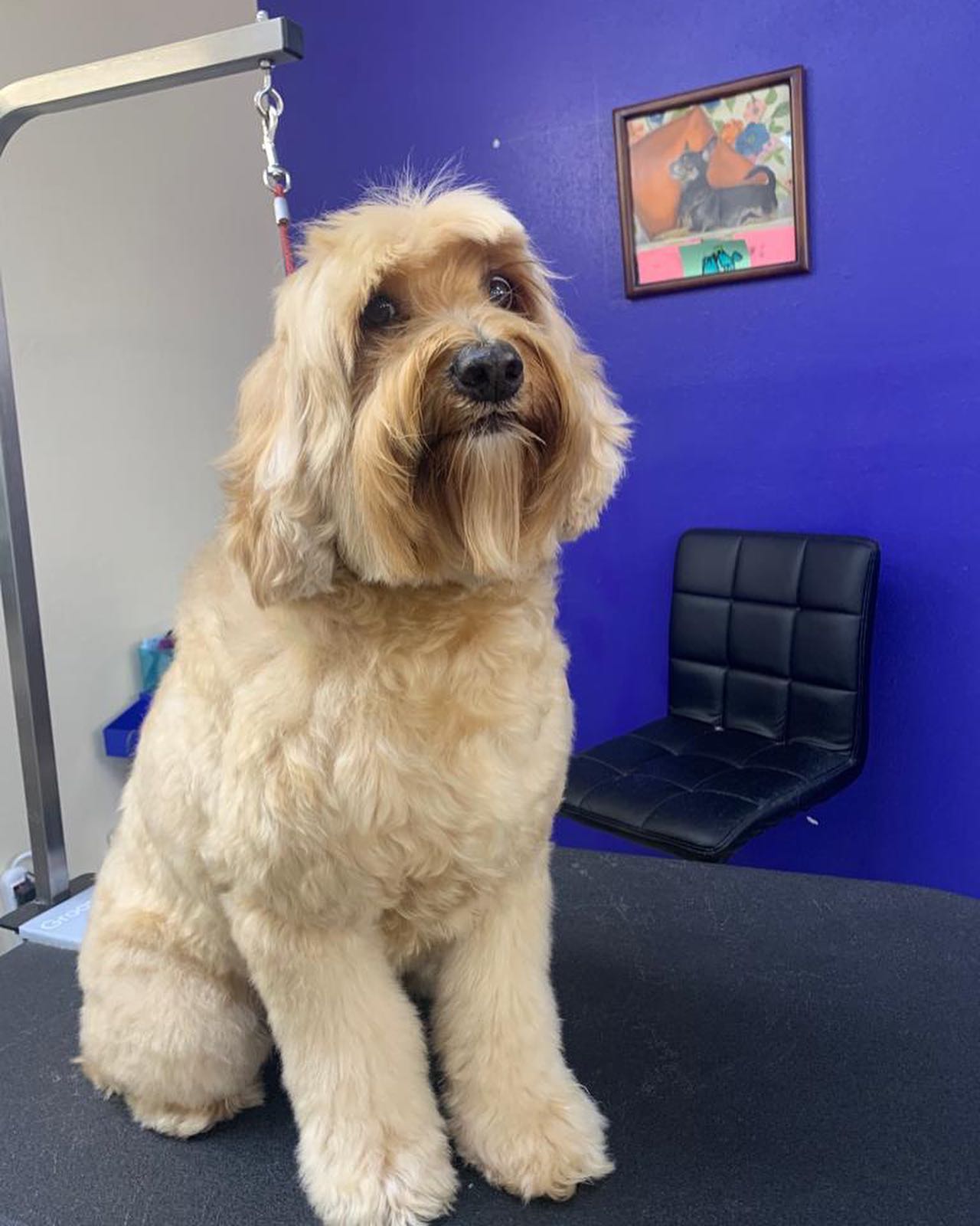 Cute Dog Newly Groomed