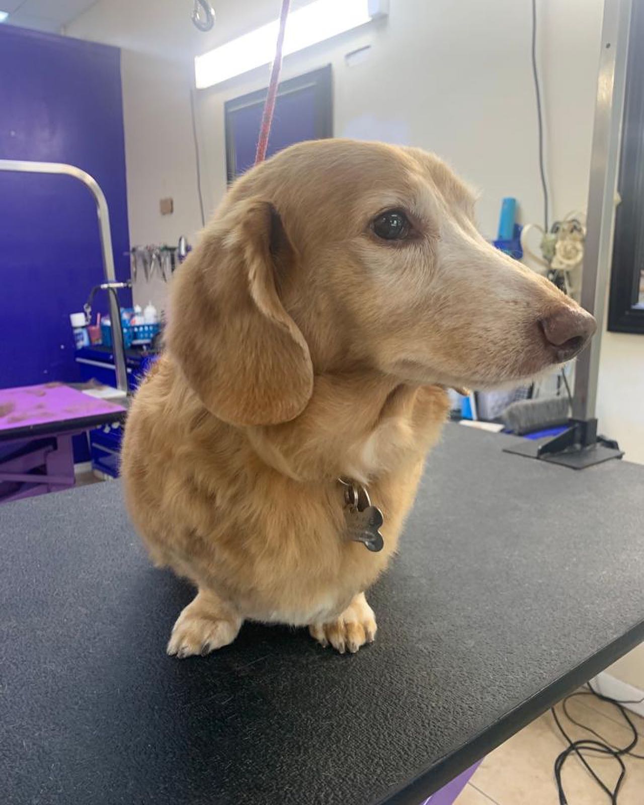 Cute Dog Face Side View