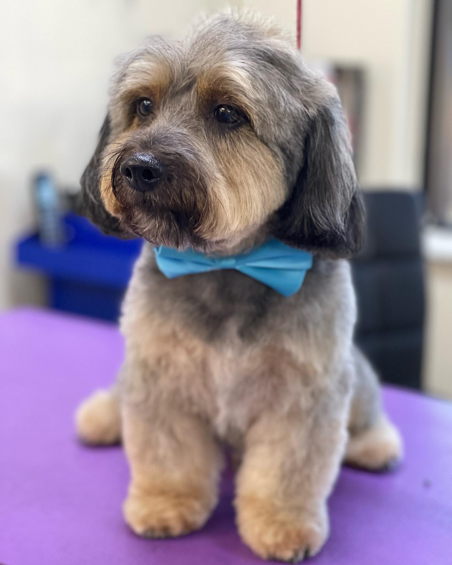 Cute Dog with Blue Ribbon Tie