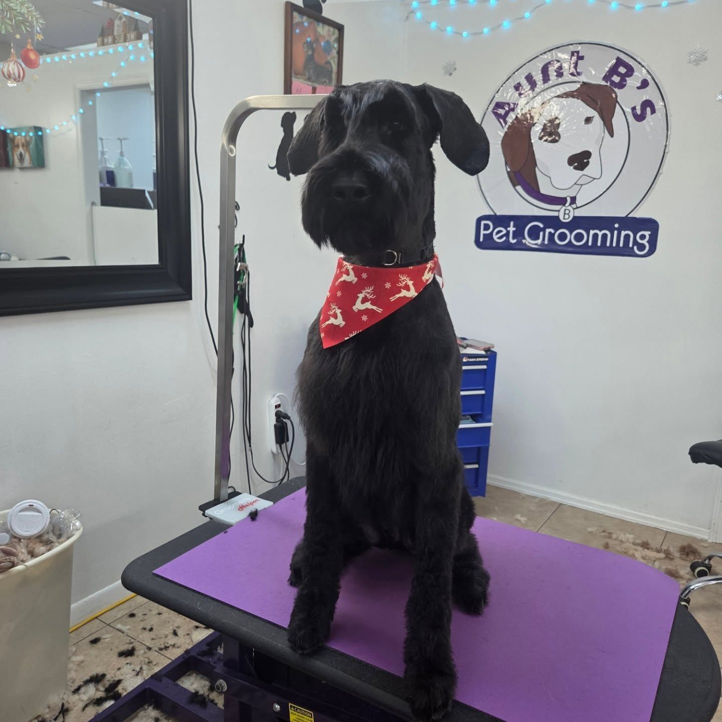 Black Schnauzer sitting on a grooming table, wearing a Christmas bandana, in a pet grooming salon.