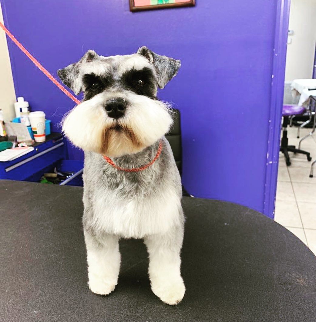 Newly Groomed Cute Dog