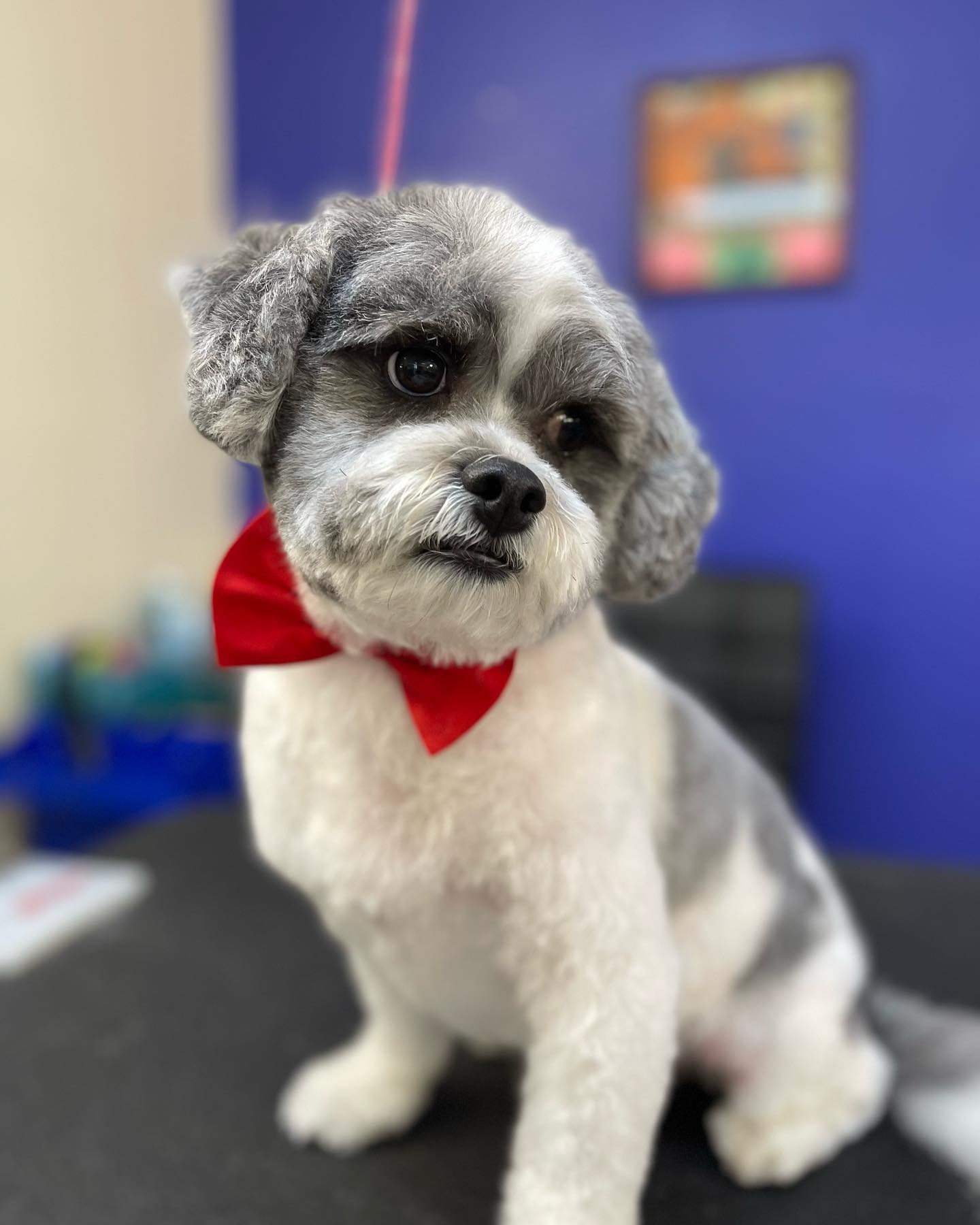 Shih Tzu with Red Ribbon
