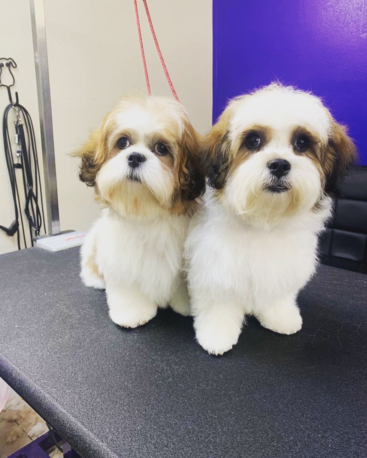 Shih Tzu Twin