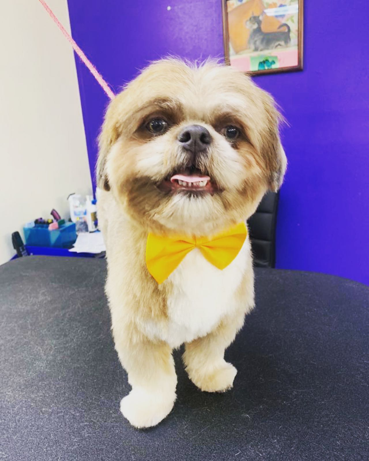 Shih Tzu with Yellow Ribbon