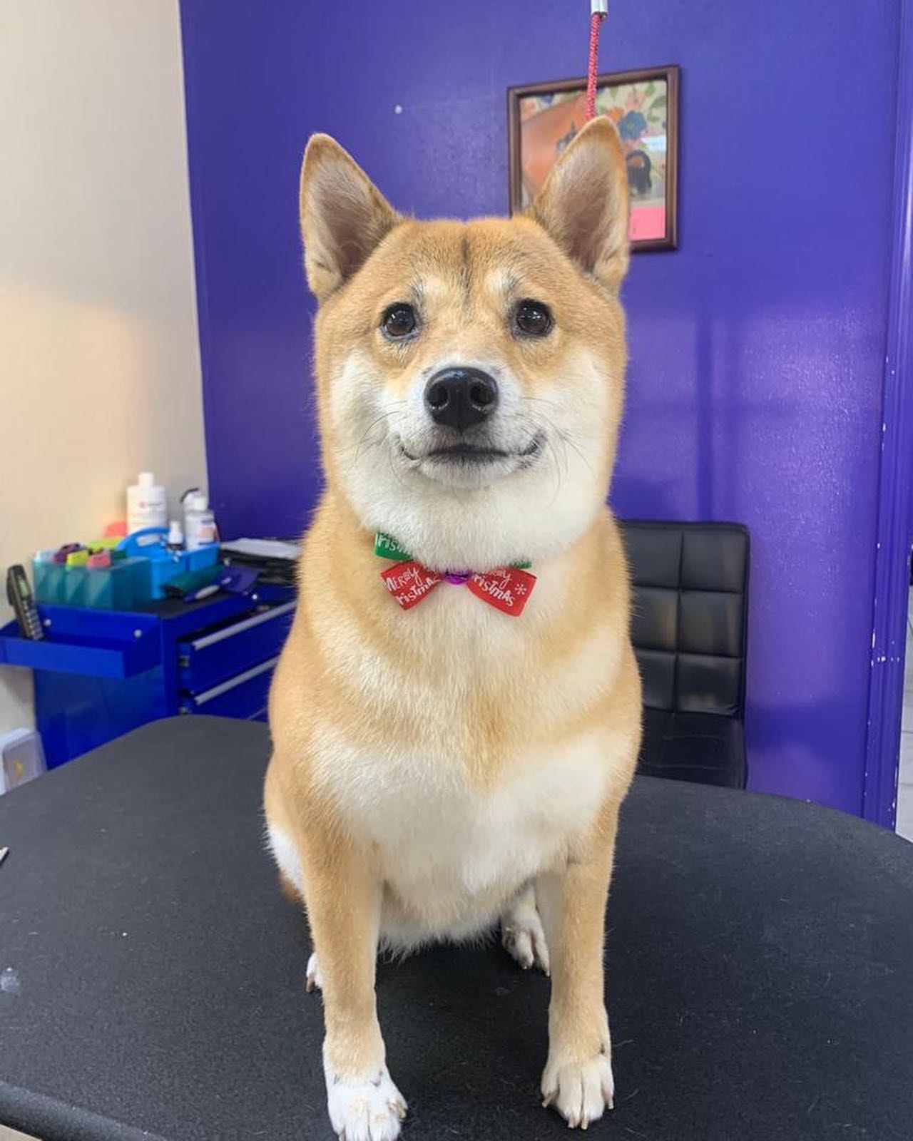 cute dog with red bow tie ribbon