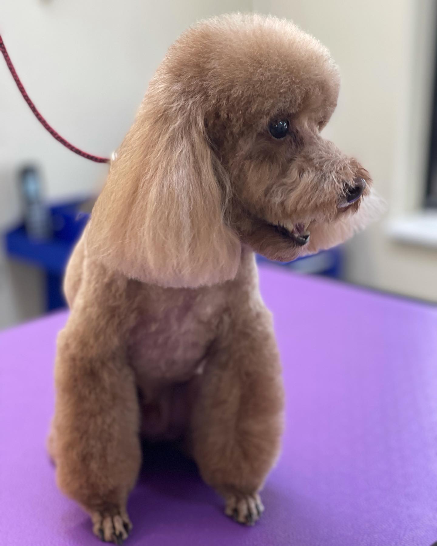 newly groomed poodle