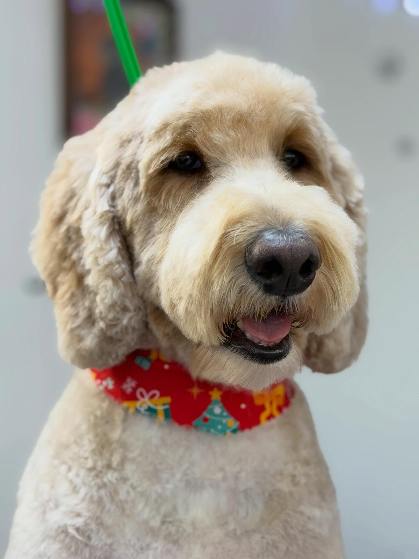 Golden doodle dog with a Christmas collar, looking at the camera.