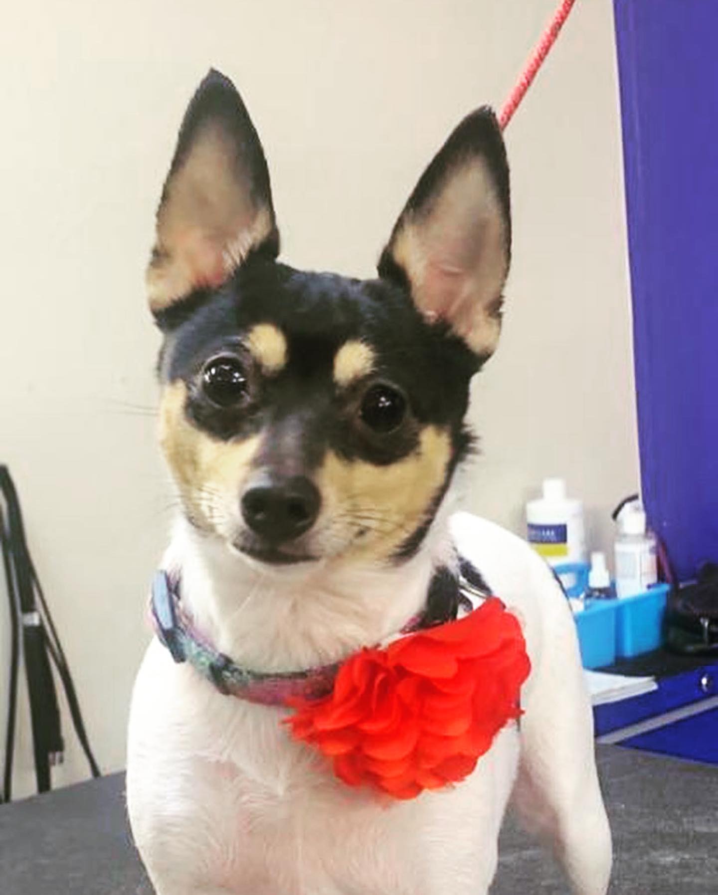 white mini pinscher with red ribbon