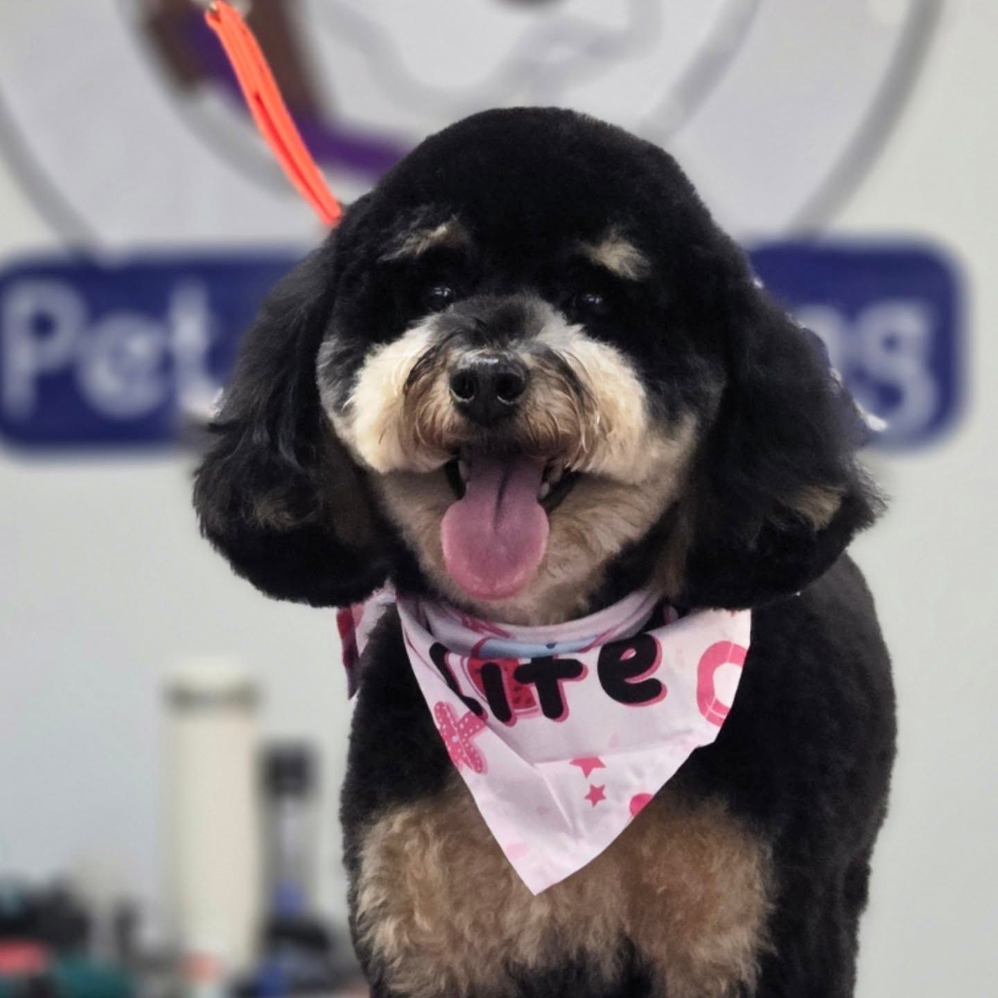 Black and tan dog with pink tongue, wearing a 