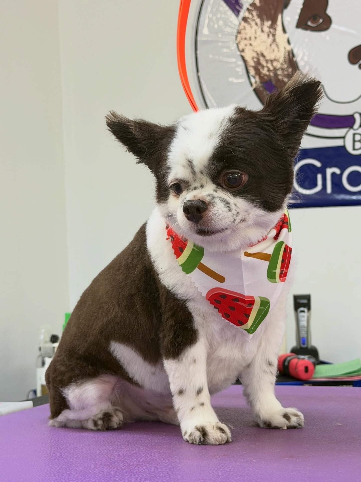 Dog with a black and white coat, wearing a popsicle bandana, sitting on a grooming table.
