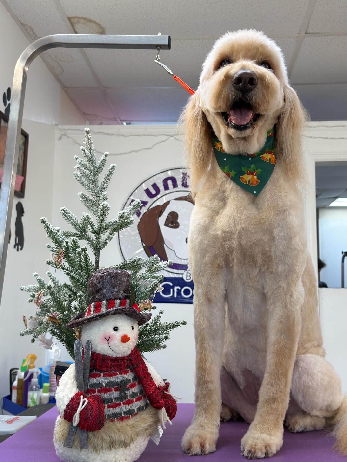 Dog with a fresh haircut and festive bandana smiles next to a snowman and miniature Christmas tree.