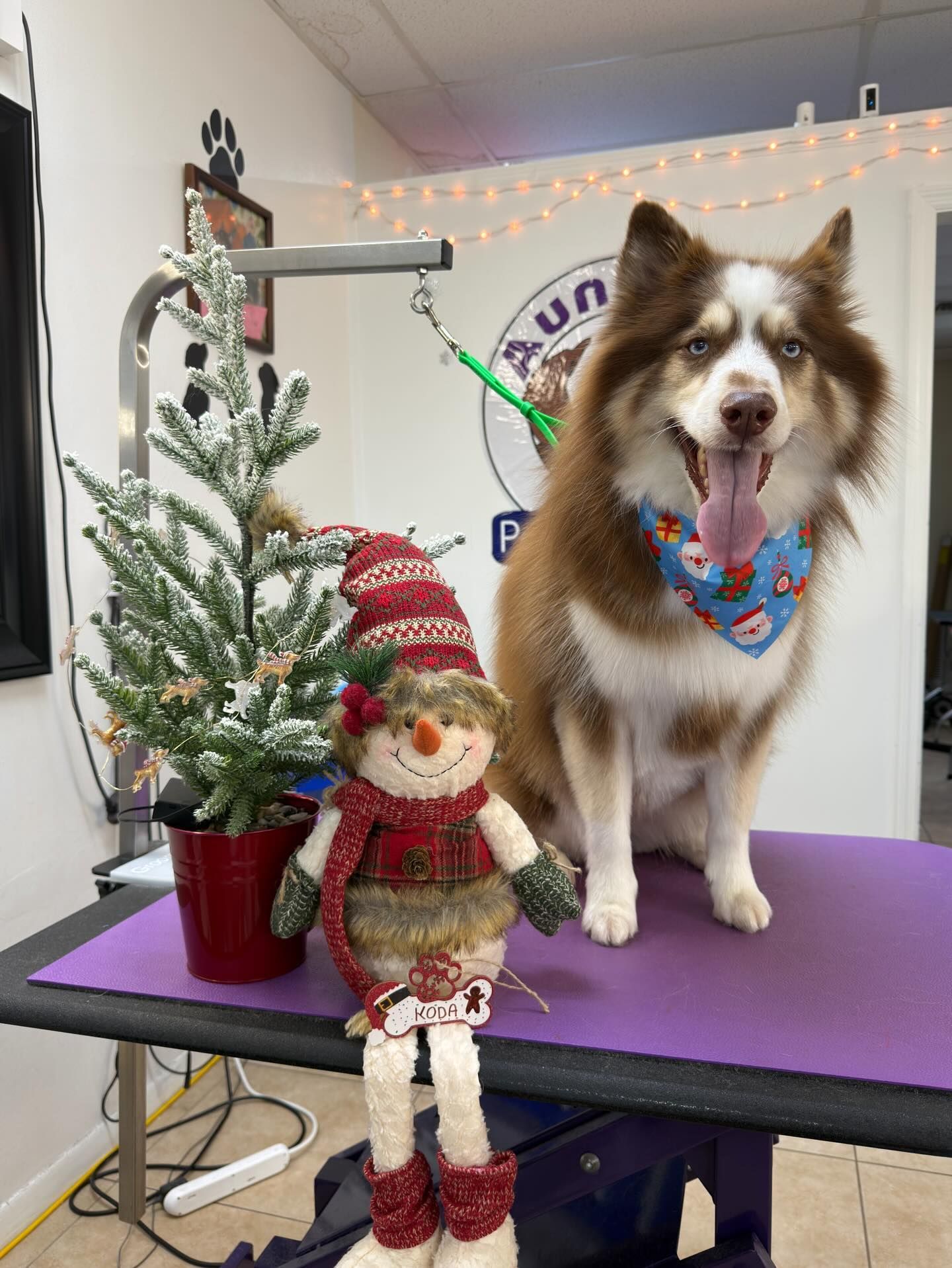 Brown and white husky dog wearing a festive bandana sits next to a snowman and small Christmas tree on a grooming table.