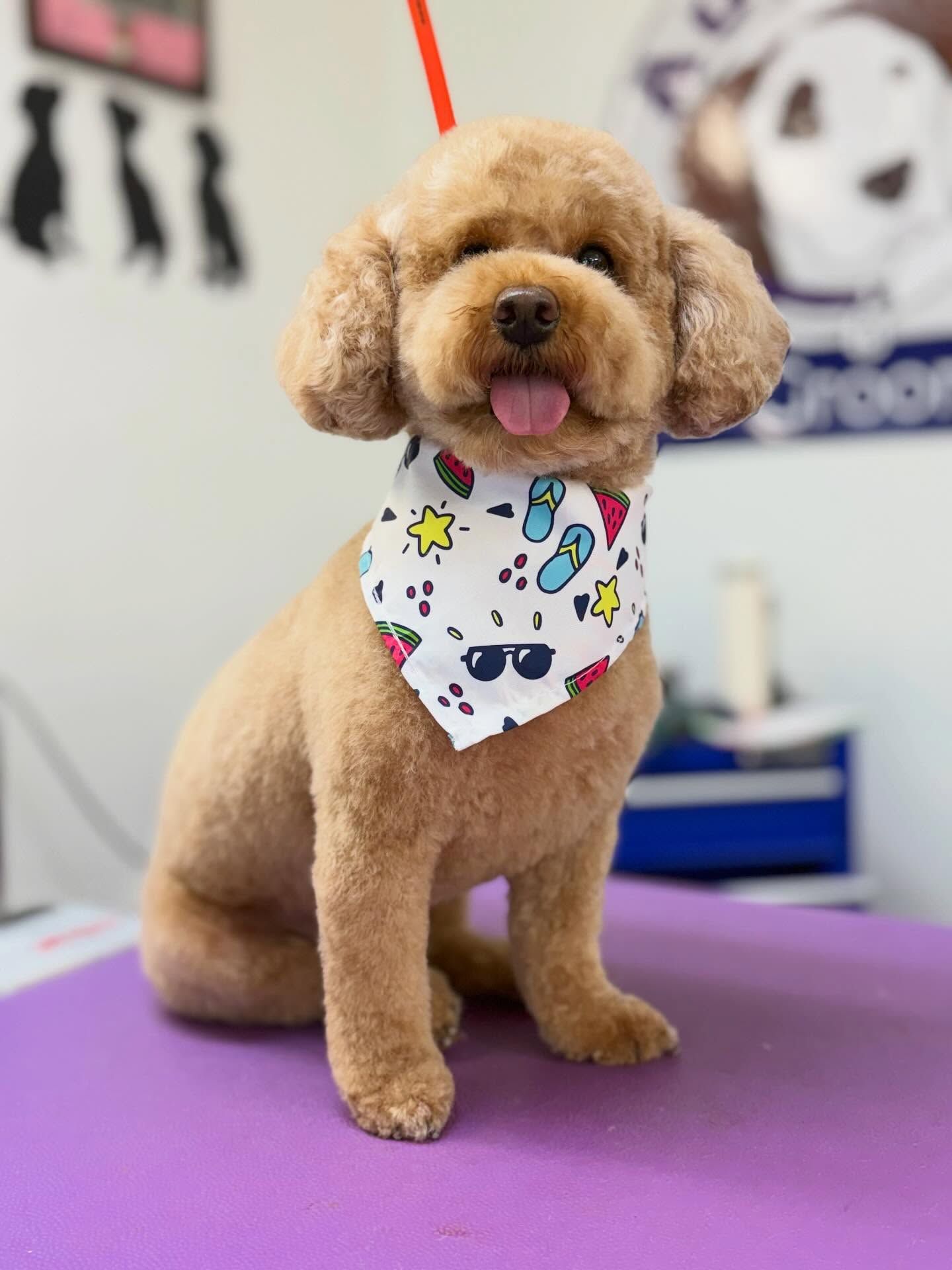 Tan poodle with a summer bandana, tongue out, sitting on a purple grooming table.