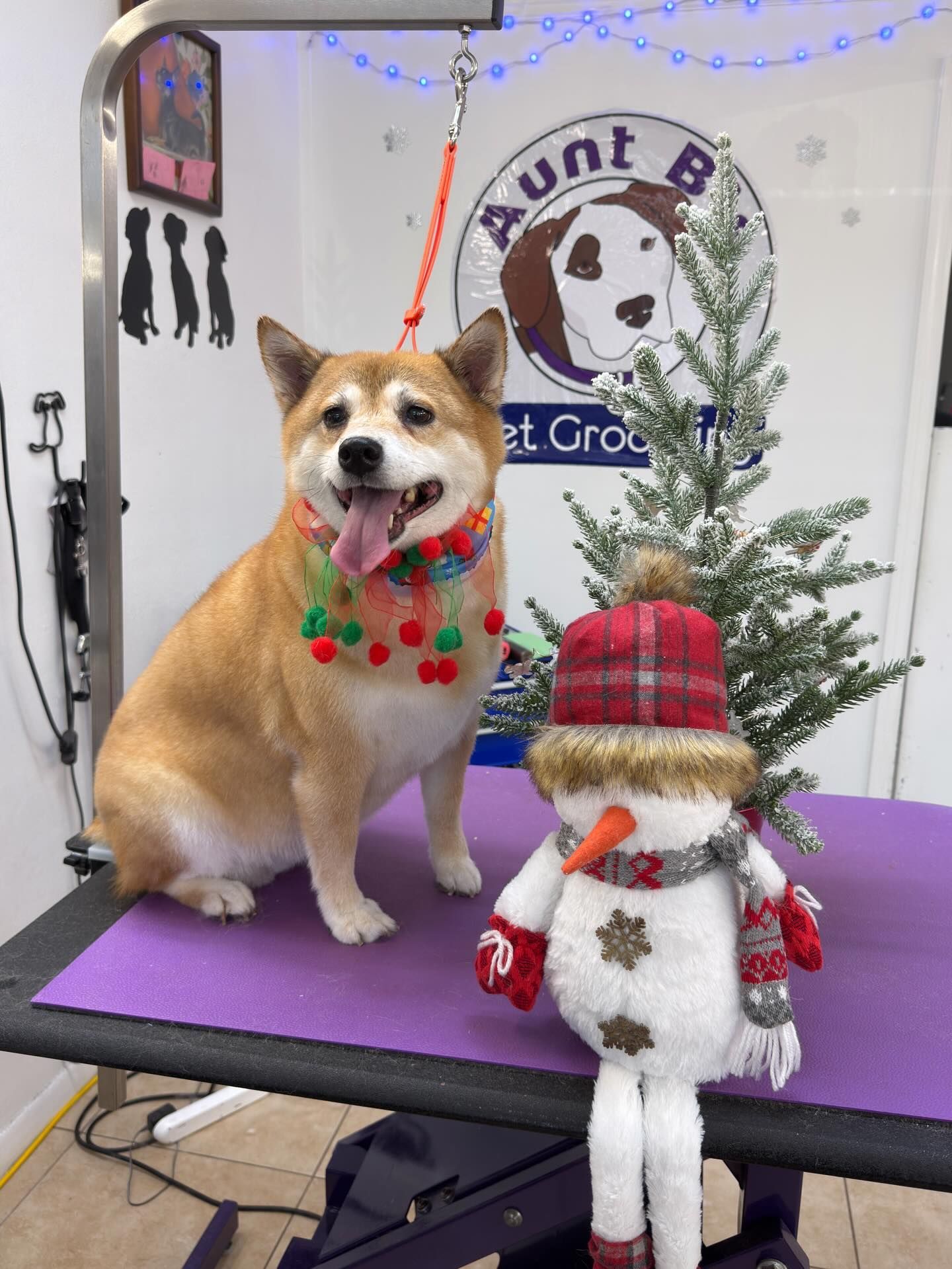 Tan Shiba Inu dog with cherry collar and snowman. Beside a small Christmas tree at a pet grooming salon.