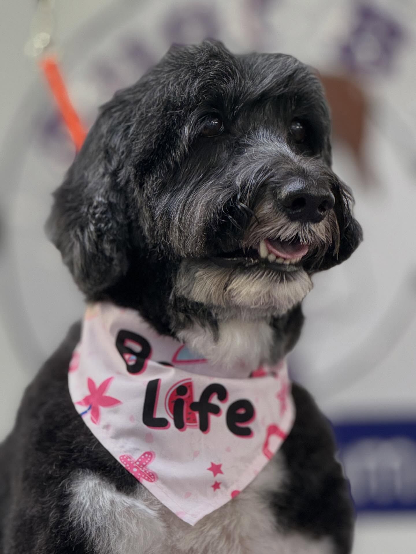 Black and white dog wearing a pink 