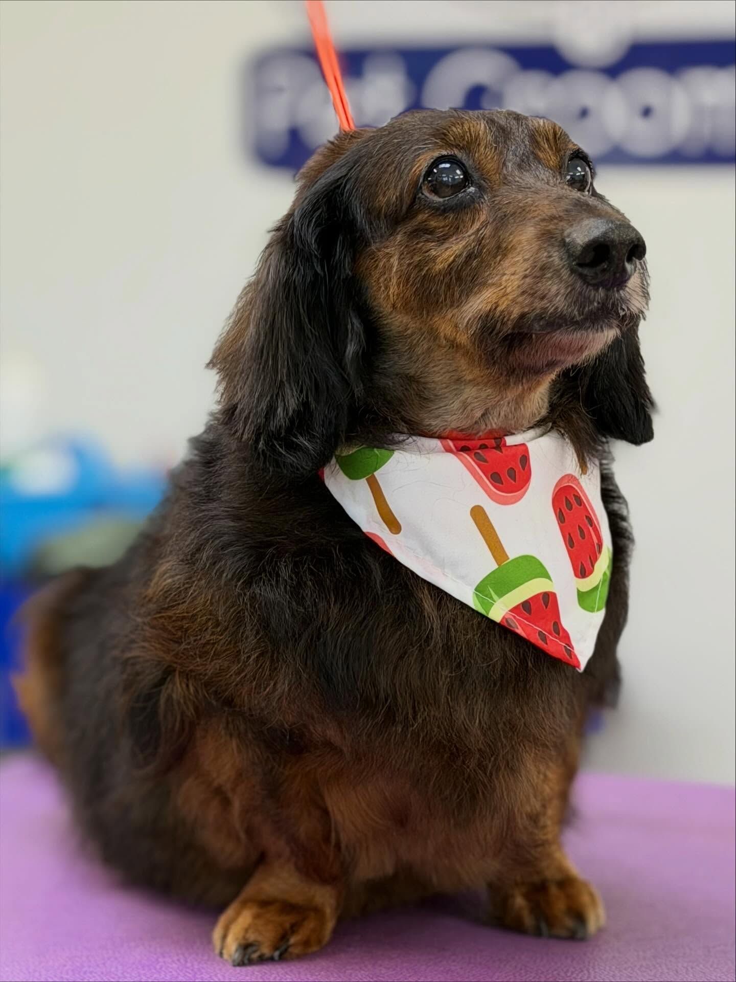 Brown dachshund wearing a watermelon-print bandana, on a grooming table.