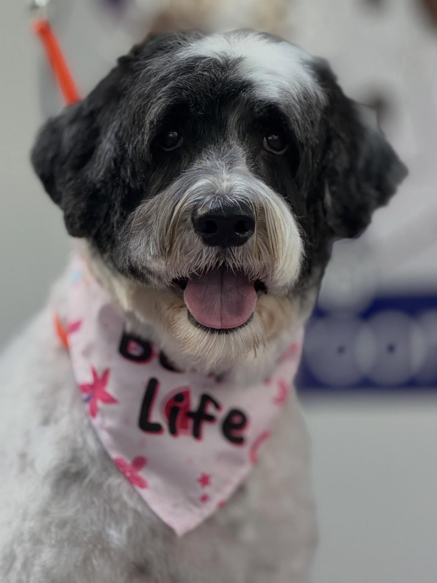 Black and white dog with pink bandana that says 