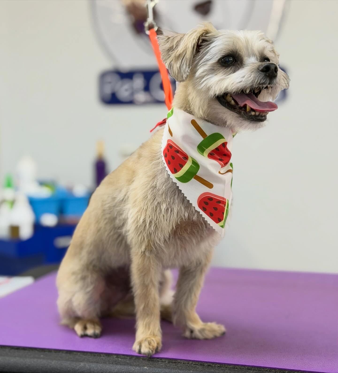Tan dog with watermelon bandana sits on purple grooming table, tongue out.