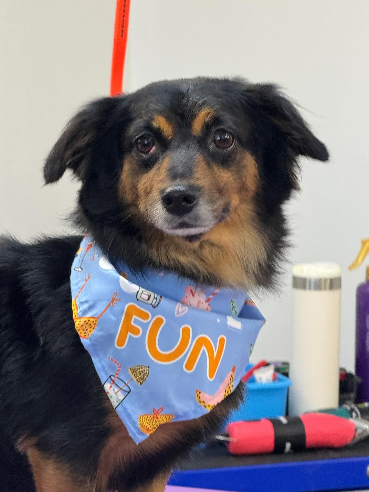 Black and tan dog with a blue 