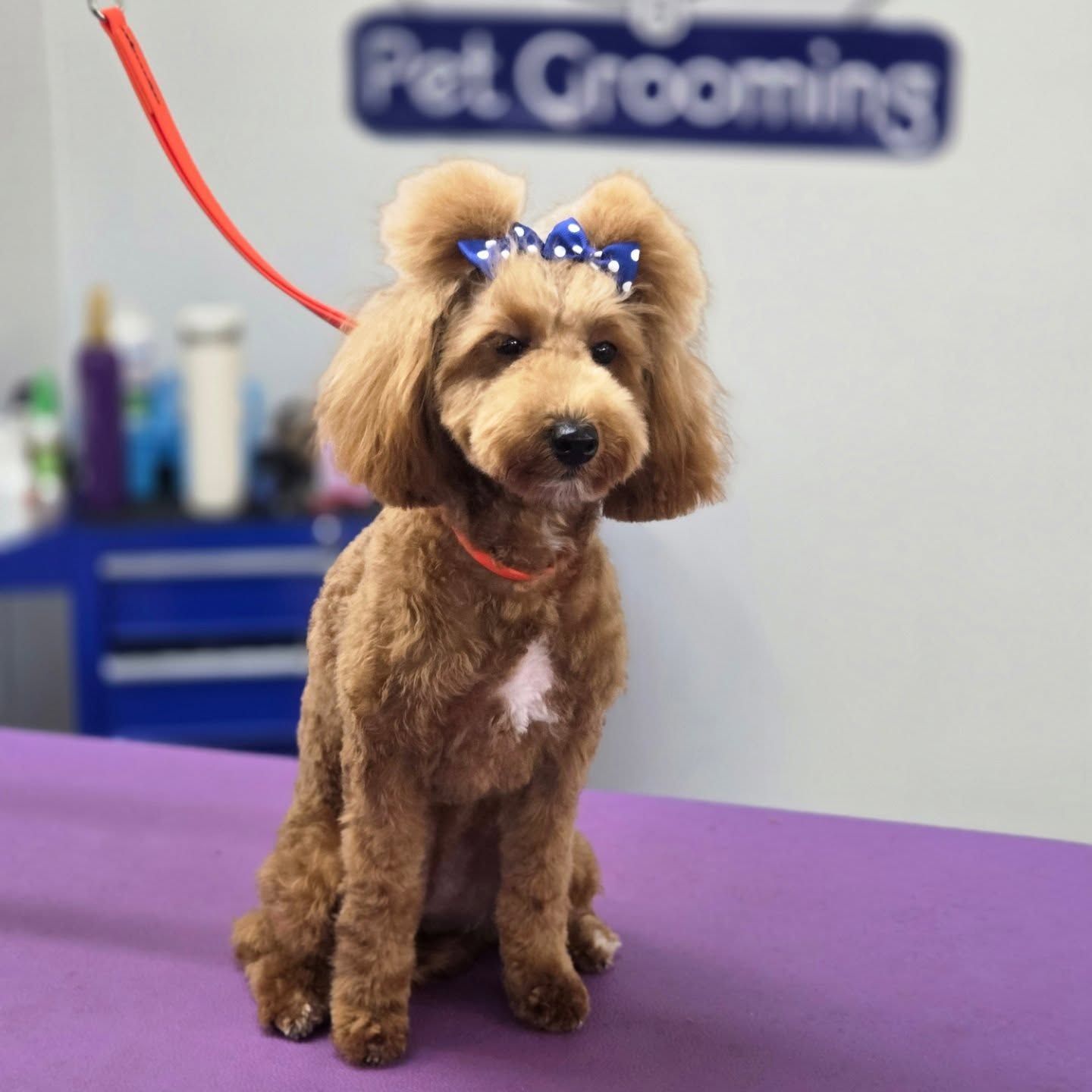 A poodle mix dog with a bow sits on a grooming table, wearing a red collar, in a pet grooming shop.