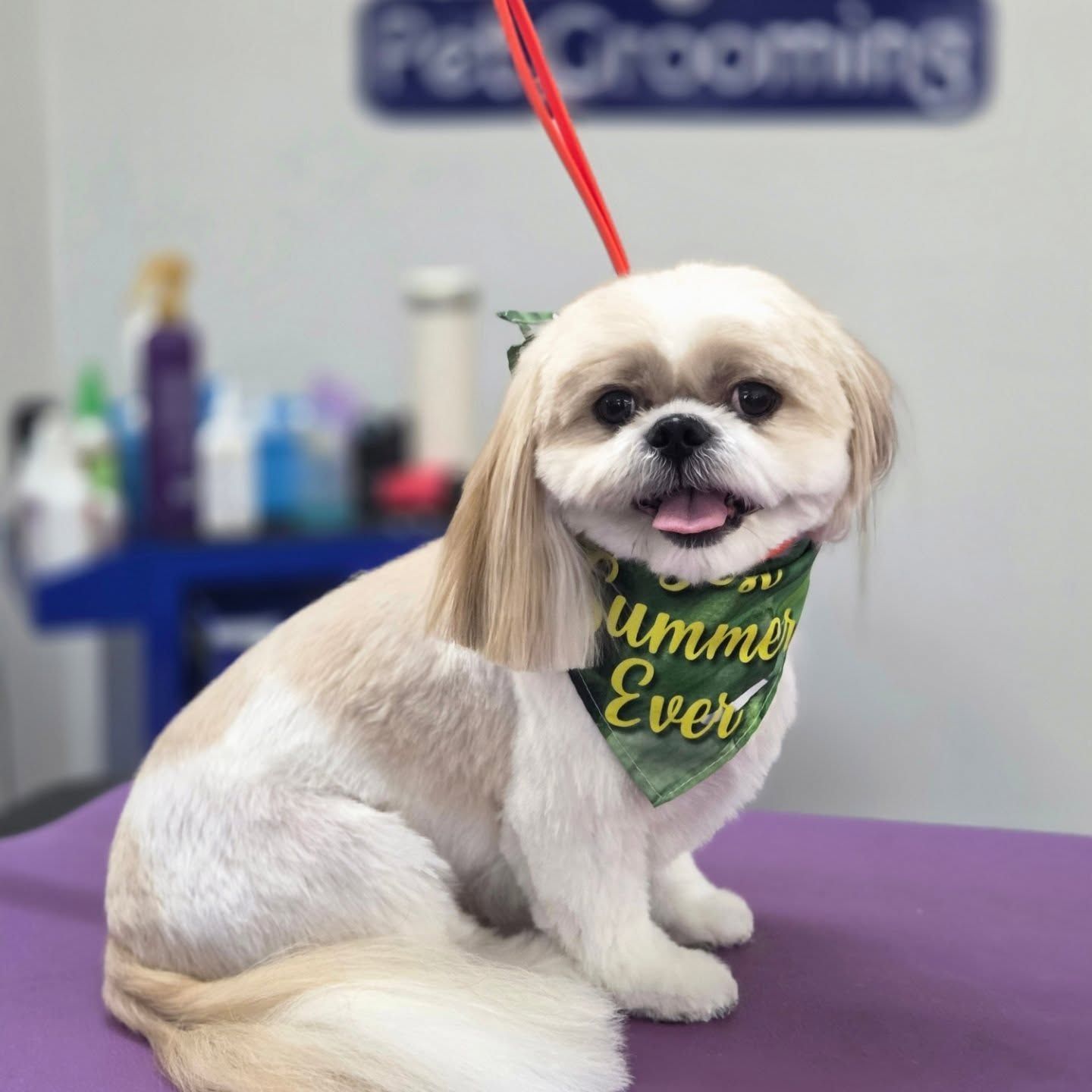 Shih Tzu dog with a summer bandana, sitting on a grooming table at a pet grooming salon.